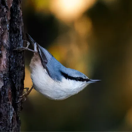 Nuthatch ( Sitta europaea )